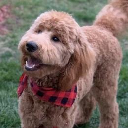 Goldendoodles from RVM Doodles
