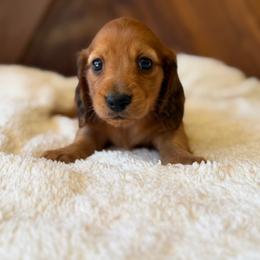 Crew - Red male Dachshund puppy in Pflugerville, Texas from Dream A Dream Dachshunds