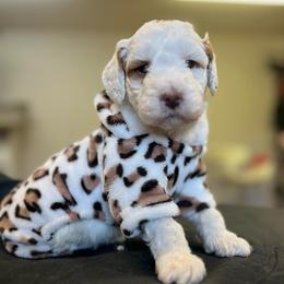 Handsome petite - Parti male Goldendoodle puppy in Boaz, Alabama from Doodles All Day