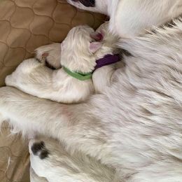 Colorado Mountain Dogs from Pawsable Dreams Vista