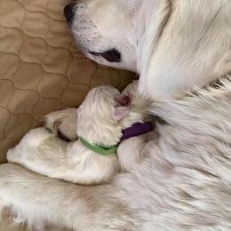 Colorado Mountain Dogs from Pawsable Dreams Vista