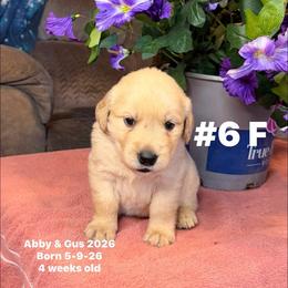 Purple Collar - Golden female Golden Retriever puppy in Piedmont, Oklahoma from Sabrina's Golden Retrievers