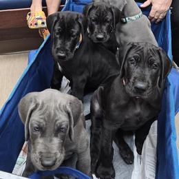 Great Dane Puppies from Timeless Danes