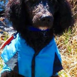 Poodles from Kivalo Poodles