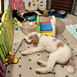 Poodle Puppies from Grandy’s Pretty Poodles