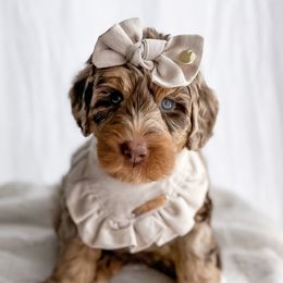 Bernedoodles and Goldendoodles from Willow & Co.