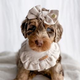 Bernedoodles and Goldendoodles from Willow & Co.