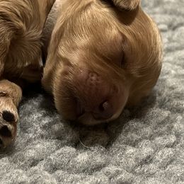 "Girl ready February 2023" Goldendoodle Puppies from Missoula Family Goldendoodles