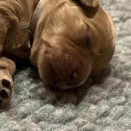"Girl ready February 2023" Goldendoodle Puppies from Missoula Family Goldendoodles