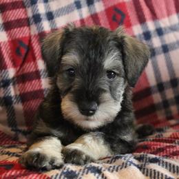 Teddy - Salt and pepper male Miniature Schnauzer puppy in Richardton, North Dakota from Crooked Tree Ranch