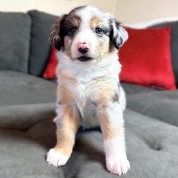 Boy 2 - male Miniature Australian Shepherd puppy in Stockton, Missouri from Kizmit Farmz