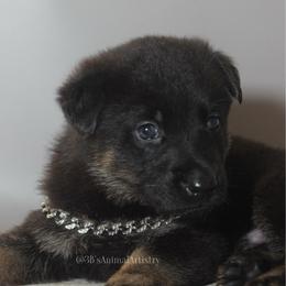 King - Black and cream male German Shepherd puppy in De Land, Florida from 3B’s Animal Artistry