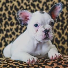 French Bulldog Puppies from All Frenchied Up