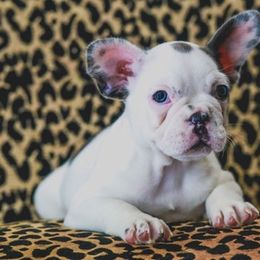 French Bulldog Puppies from All Frenchied Up