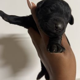 Giant Male B - Black male Giant Schnauzer puppy in Pearland, Texas from K & S Schnauzers