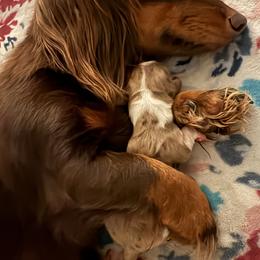 Cookie - Piebald female Dachshund puppy in Lafayette, Louisiana from Andrepont Dachshunds