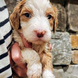 Birdie - Yellow and white female Bernedoodle puppy in Pollock Pines, California from Ten Acre Wood Doodles