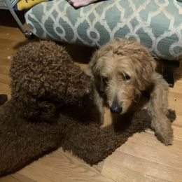 Goldendoodles and Poodles from Doodles to Poodles