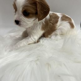 Cavalier King Charles Spaniel Puppies from Beverlywood Cavaliers