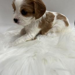 Cavalier King Charles Spaniel Puppies from Beverlywood Cavaliers