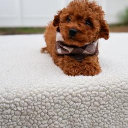 Beau - Red male Cavapoo puppy in Apopka, Florida from Rae Precious Puppies
