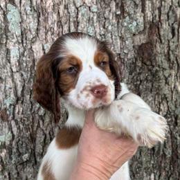 Lilac collar Girl - Tri-Roan female English Springer Spaniel puppy in Henagar, Alabama from Windy Oak Kennels