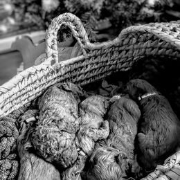 Goldendoodle Puppies from Re Family Doodles