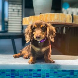 Dachshunds from Slinky Doxie 305