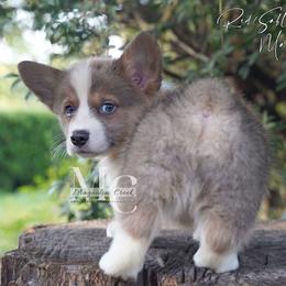 Gatsby - Sable male Pembroke Welsh Corgi puppy in Straughn, Alabama from Magnolia Creek Corgis