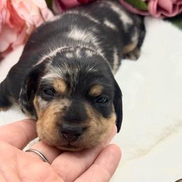 Korra - Dapple female Dachshund puppy in Exeter, California from Sawtooth Miniature Dachshunds