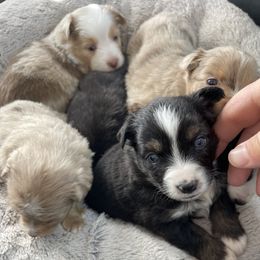 Australian Shepherd, Miniature American Shepherd, Miniature Australian Shepherd, and Toy Australian Shepherd Puppies from Painted Blue Aussies