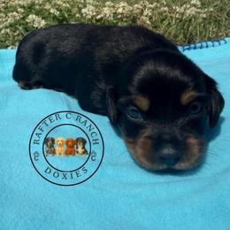CBM4 - Black and tan male Dachshund puppy in Carthage, Texas from Rafter C Ranch Doxies