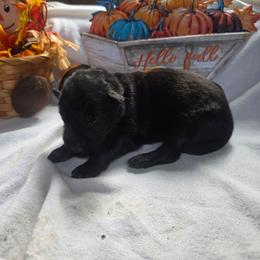 Light Blue Collar Male - Black male German Shepherd puppy in Cadet, Missouri from Working Valley Shepherds