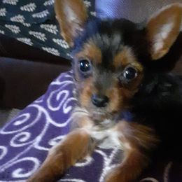 Yorkshire Terriers from Roscoe Yorkies