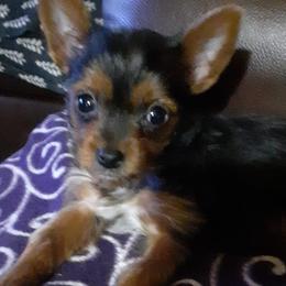 Yorkshire Terriers from Roscoe Yorkies