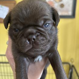 Lime green collar - Fawn male Pug puppy in Belmont, New Hampshire from Crazy Pugs Haven