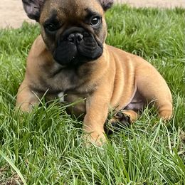 French Bulldog Puppies from Clay Bulldogs