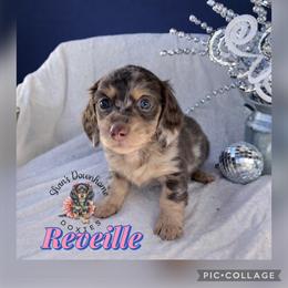 Reveille - Chocolate and cream female Dachshund puppy in Hockley, Texas from Shans Down Home Doxies