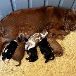 Girl 5 - female Cavalier King Charles Spaniel puppy in Paulden, Arizona from Nine Mile Cavaliers
