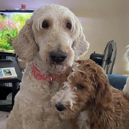 Goldendoodles from Goldendoodles of Arizona