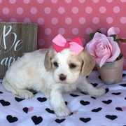 Cavachons from Bowsnwags Cavachons