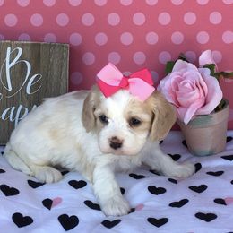 Cavachons from Bowsnwags Cavachons