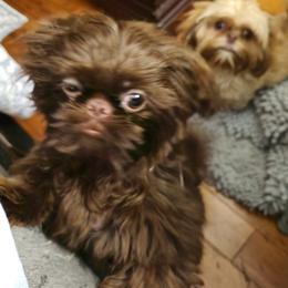 Shih Tzu Puppies from Tammy's Shihtzu Shack