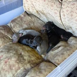 Girl 2 - Black and tan female Yorkshire Terrier puppy in Pomona, California from Lunio's Yorkies