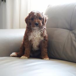 Blaze - Red  male Goldendoodle puppy in Vancouver, Washington from Blissful Doodles