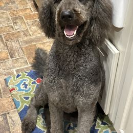 Goldendoodle All Grown Up from Spring Prairie Doodles