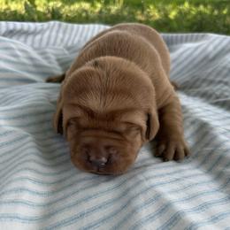 Ty - Yellow male Labrador Retriever puppy in Alcester, South Dakota from R-Team
