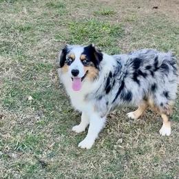 Gideon - Blue merle male Miniature Australian Shepherd puppy in Madisonville, Texas from Flying LL Aussies