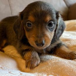 Minnie - Fawn (isabella) and tan female Dachshund puppy in Jonesboro, Illinois from Twin Hills Dachshunds