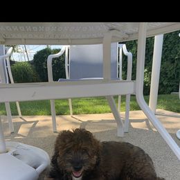 Aussiedoodle and Australian Shepherd Puppies from Homestead Aussies & Doodles